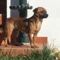 residencia-canina po victoria  4e2562ba-36d2-413b-b741-1c76ce5aea03