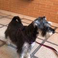 residencia-canina m elena 9f3edb4c-0bdd-4147-9286-b5c9beb9fa9f