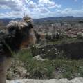 https://es.holidog.com/ImagesPetSitters/00EB4C87-DA85-41EC-BEF3-220A33824BA2_square_120.jpg Sonrisas-perrunas-79653-0