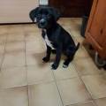 https://es.holidog.com/ImagesPetSitters/02BD86D2-B202-4D32-9542-BEC3D3FB7945_square_120.jpg CoreDogs-228991-0