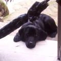https://es.holidog.com/ImagesPetSitters/03AD10AB-3FD3-416A-9563-6972744BE915_square_120.jpg 4334-2