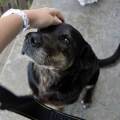 https://es.holidog.com/ImagesPetSitters/04026248-027F-4AE4-AB2A-CF764CF1B1F8_square_120.jpg También-merecen-unas-vacaciones!-4685-0