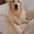https://es.holidog.com/ImagesPetSitters/05637364-3650-4160-8924-F4B40D19782D_square_120.jpg Amante-de-los-animales-128487-0