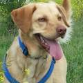 https://es.holidog.com/ImagesPetSitters/066E3CC1-9885-45E1-BA76-21D978DB1FE7_square_120.jpg El-sueño-de-una-mascota--34076-0
