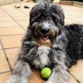 https://es.holidog.com/ImagesPetSitters/0749C8A8-F6B5-412F-8EE0-F49D1CBDA1E3_square_120.jpg Cuidadora-y-paseadora-de-mascotas.-105229-2