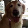 https://es.holidog.com/ImagesPetSitters/08205C45-43D4-44FF-9F84-769B681EF7BB_square_120.jpg Mundo-perruno-113234-3