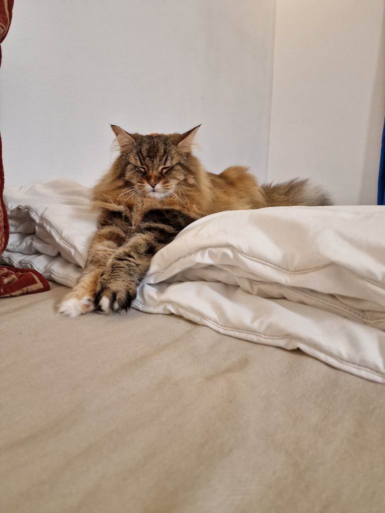 residencia-canina m maura corina e6e2b49c-a5a5-461d-ab44-9bfd2d843fd3