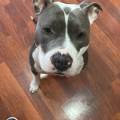 https://es.holidog.com/ImagesPetSitters/0A8014D8-B327-49F7-9861-266B23A36AA5_square_120.jpg Paula--245191-1