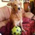 https://es.holidog.com/ImagesPetSitters/0A8D0959-A623-4D79-9748-BB6886175F4C_square_120.jpg Amor-incondicional-el-de-mi-perro-1358-2