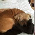 https://es.holidog.com/ImagesPetSitters/0AB226C0-3432-41A7-986C-3DE321662AE8_square_120.jpg El-hogar-de-Marta-131107-1