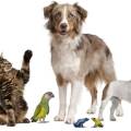 https://es.holidog.com/ImagesPetSitters/0CD4B0D6-692D-4297-AE77-2E77DFAE6FE6_square_120.jpg Me-gustan-mucho-las-mascotas.--143473-1