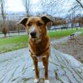 https://es.holidog.com/ImagesPetSitters/0D2AAD4F-52CC-4CF6-B787-543EDA21004E_square_120.jpg Canguro-y-Paseadora-Canina-50837-2