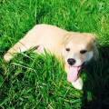 https://es.holidog.com/ImagesPetSitters/0E5A6A18-0C91-4179-B7D4-02AB1F074D87_square_120.jpg amor-perruno-41124-0