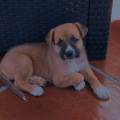 https://es.holidog.com/ImagesPetSitters/0FC826FD-AF77-40A9-A166-EB90FFAE93DE_square_120.jpg Cuido-perritos-143648-0