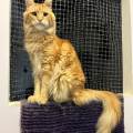 https://es.holidog.com/ImagesPetSitters/0FEFE96A-52B3-429F-B841-2EE23CDEF8E3_square_120.jpg Didy's-cat-place-🐱❤️-254182-0