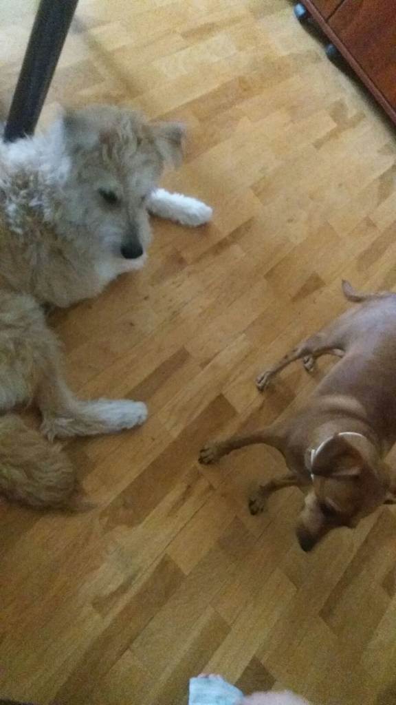 residencia-canina na maialen ddfdc3df-90a9-416a-b17a-4314093425d1