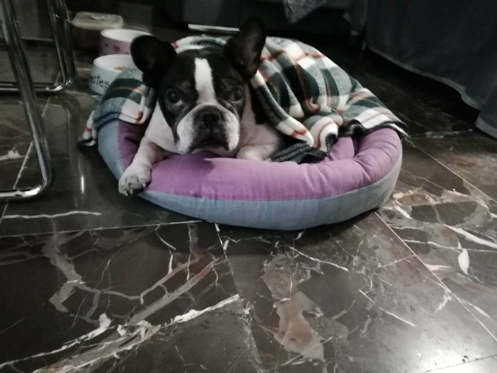 residencia-canina gr ruth b0d2e2f0-e1a6-4fa6-9aad-567a4eba1374