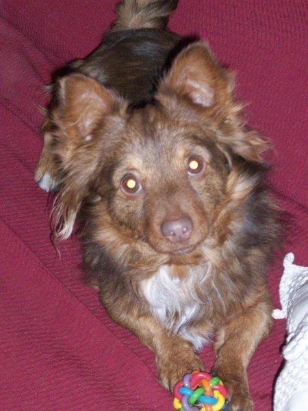 residencia-canina gr sandra 4a3e6667-9277-4943-aa63-19e64bcca533