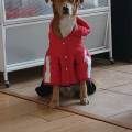 https://es.holidog.com/ImagesPetSitters/134D3F26-CA5D-426C-9319-25D6C28C604B_square_120.jpg Me-encantan-los-animales--12460-3