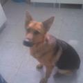 residencia-canina va loreto abc8d7b5-d189-4057-8ced-c1af120b5306