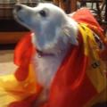 https://es.holidog.com/ImagesPetSitters/148105DC-892C-4CDC-8C7D-CFC969577DAB_square_120.jpg Casada-con-gatos,-amante-de-perros-11920-0