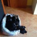 https://es.holidog.com/ImagesPetSitters/14829EB9-95A3-4484-91A6-220ADC830E00_square_120.jpg Canguro,Paseos..Lo-que-necesite-11087-2