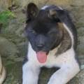 https://es.holidog.com/ImagesPetSitters/14C43EDF-A05D-4580-BE59-501631A12FB2_square_120.jpg Love-dogs--93889-0