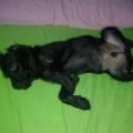 https://es.holidog.com/ImagesPetSitters/14F1EF50-F76C-466D-8952-48C38757919F_square_120.jpg Me-encantan-los-animales-22434-1