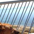 https://es.holidog.com/ImagesPetSitters/15162268-E0BB-40D4-B86E-1C1B5F9F3AA9_square_120.jpg Mi-mundo,-los-animales.-26594-1