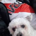 https://es.holidog.com/ImagesPetSitters/15AA20C8-7A2F-4D77-87AE-8A5F778C9855_square_120.jpg El-mundo-de-mis-mascotas-195839-2
