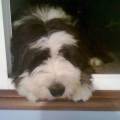 https://es.holidog.com/ImagesPetSitters/15D5983A-82ED-495A-BF3A-03FD48D490B7_square_120.jpg Compañía-animal-:)-21780-1