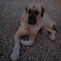 https://es.holidog.com/ImagesPetSitters/16F7FAFC-CD64-4A7F-A65B-73E8AE85F558_square_120.jpg Amor-por-los-animales.-31858-2