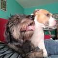 https://es.holidog.com/ImagesPetSitters/17FDF4A7-5E88-49E9-B897-9CB8B3A4ADE2_square_120.jpg CoreDogs-228991-3