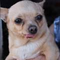 https://es.holidog.com/ImagesPetSitters/18B5ED75-B055-4D9A-AFEE-9077F8537868_square_120.jpg Animal's-Paradise-61985-3