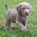 https://es.holidog.com/ImagesPetSitters/18BCAEE9-4FC3-4E00-A478-68036E3BD123_square_120.jpg Cuidar-para-disfrutar!-74698-2