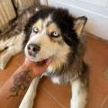 Woody-and-andy-paws-care-252617-1