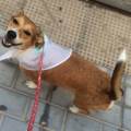 https://es.holidog.com/ImagesPetSitters/19354062-7DB7-43F5-A07D-86673CC28198_square_120.jpg Mi-mundo,-los-animales.-26594-0