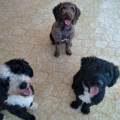 https://es.holidog.com/ImagesPetSitters/19AF546D-ACFB-44DA-AE90-39B4AC238351_square_120.jpg Enamorada-de-los-perros-23439-1