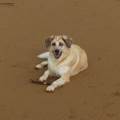 https://es.holidog.com/ImagesPetSitters/1A459D50-39F4-4CE9-89D3-C5E13A743288_square_120.jpg Tu-mascota-se-sentirá-como-en-casa-123687-3