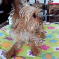 https://es.holidog.com/ImagesPetSitters/1AF00160-86C7-413A-8E7A-E75692B0F2E8_square_120.jpg Encantadora-de-mascotas-19754-3
