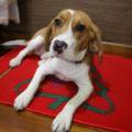https://es.holidog.com/ImagesPetSitters/1B812E7C-C6F9-4AE3-95AA-AD9254AE31CC_square_120.jpg El-líder-que-todo-perro-desea-38028-0