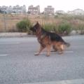 https://es.holidog.com/ImagesPetSitters/1CDACCB4-96CF-4646-B181-E02DA3F8DB0F_square_120.jpg 9086-3