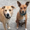 https://es.holidog.com/ImagesPetSitters/1D5EE7ED-68BE-48B4-8CBD-F3D038AA488E_square_120.jpg Amante-de-lo-animales.-4513-0