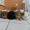 https://es.holidog.com/ImagesPetSitters/1FCA961A-CD74-414B-94EF-567EAFFBA043_square_120.jpg La-familia-y-uno-más-89245-1