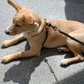 https://es.holidog.com/ImagesPetSitters/1FF6FDD1-1490-4FA2-9AC7-4C941607E4A4_square_120.jpg Cuido-tu-mascota-como-a-la-mía-241167-1