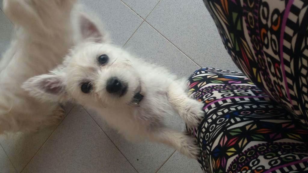 residencia-canina na maialen cd78a630-2553-44b7-9ce4-d764da355abe
