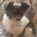 https://es.holidog.com/ImagesPetSitters/20DC5E5B-3B25-4D2F-AF94-FE1BBECA557F_square_120.jpg Amante-de-los-animales-31099-2
