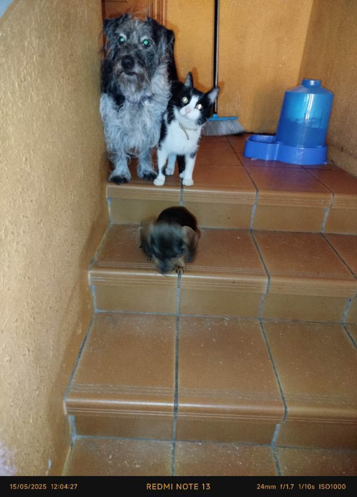residencia-canina z carmina  8bf7197e-2eed-49e9-aeeb-2e52f5c35005