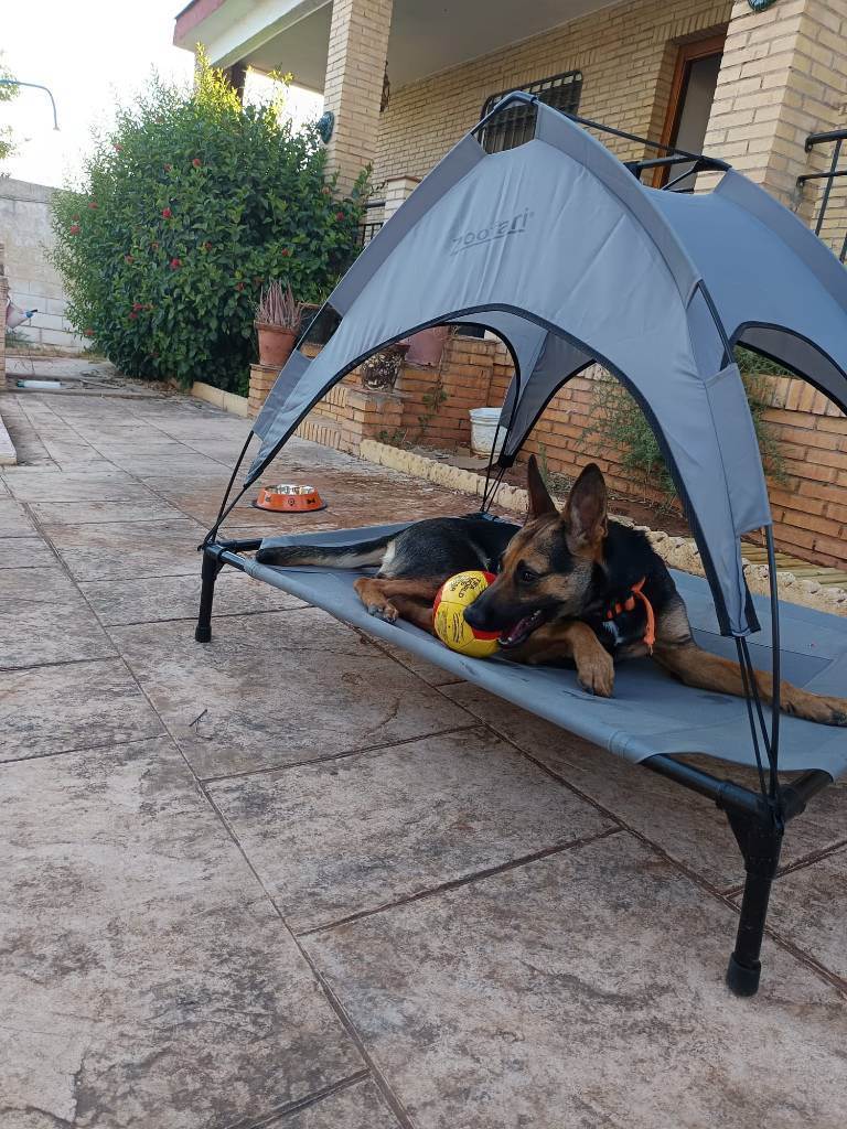 residencia-canina se andrea c931d64a-0e5a-4500-8c4d-bbfb62e17ed0