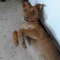 https://es.holidog.com/ImagesPetSitters/22A7D441-BDC2-475F-A77F-C6AA67332C17_square_120.jpg La-casa-que-todo-perro-desea-91173-3